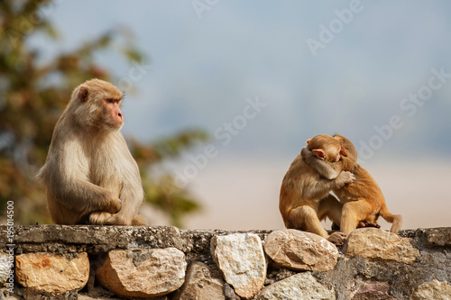 Photography Macaque rhesus on the wall with beautiful blurry background