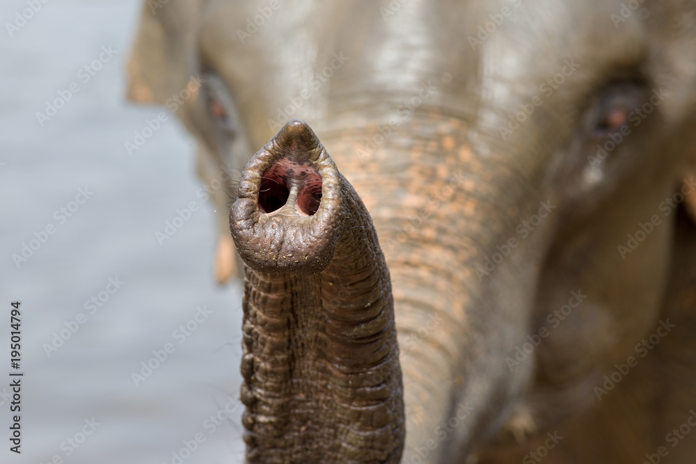 Fototapeta premium Close up of elephant's trunk