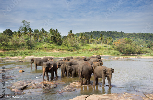 Elephant orphanage in Sri Lanka