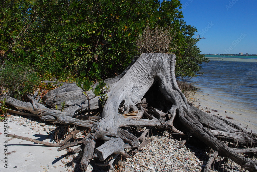 Fotografie Longboat Key Sarasota, Florida
