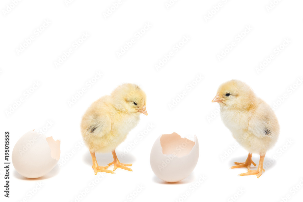 Two chickens on white background Two chickens on white background