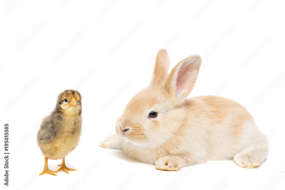 Obraz premium Bunny and chicken