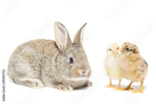 Bunny and chicken
