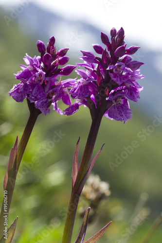 FIORI DI MONTAGNA