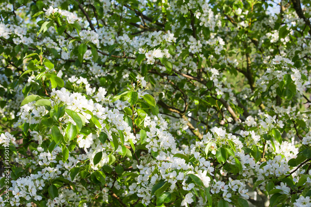 The spring bloom of fruit trees in the garden The spring bloom of fruit trees in the garden