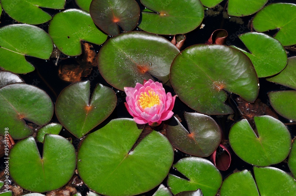 Pink and yellow water lily flower and green lily pads Pink and yellow water lily flower and green lily pads