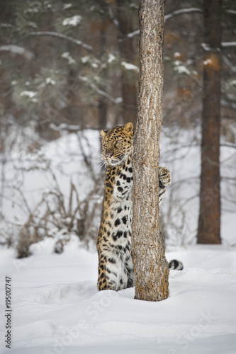 Amur Leopard at Triple D Game Farm Montana