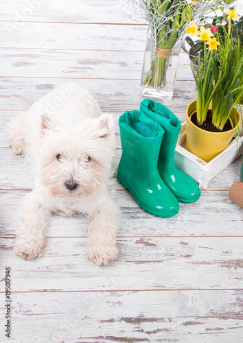 Puppy white dog, garden concept photo