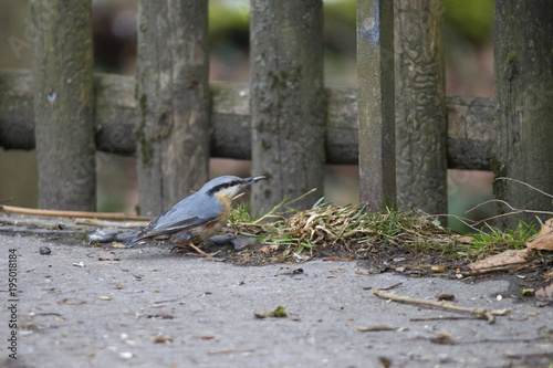 A nuthatch sits at the feed house