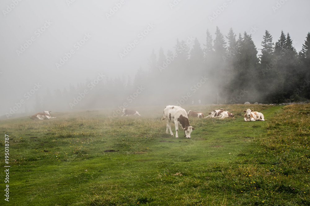 braun weiße Kühe auf der Alm im Nebel