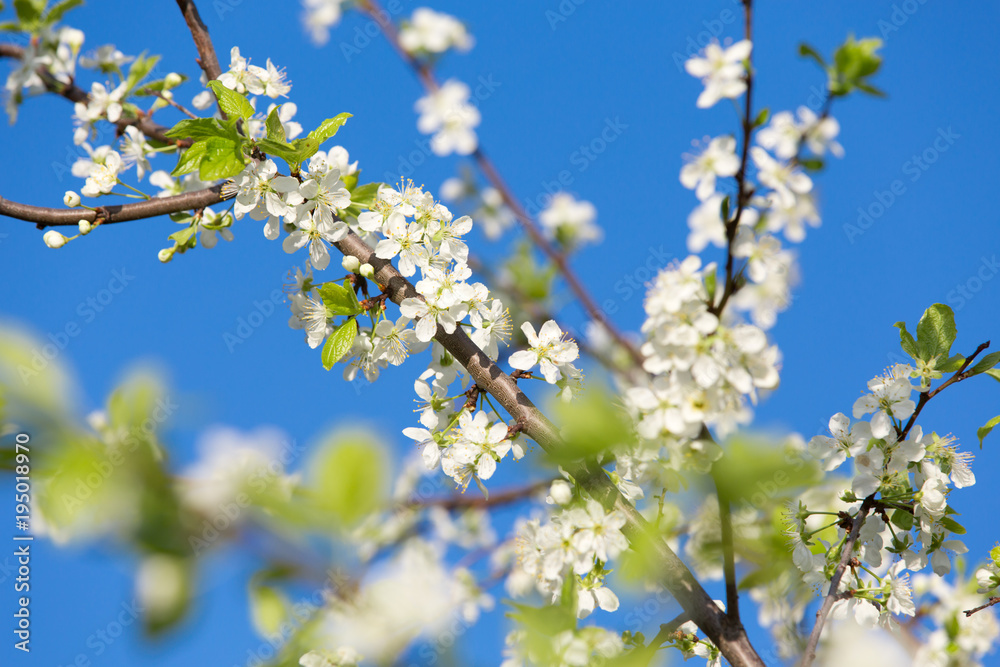 The spring bloom of fruit trees in the garden The spring bloom of fruit trees in the garden
