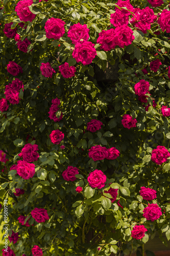 roses on shrubs
