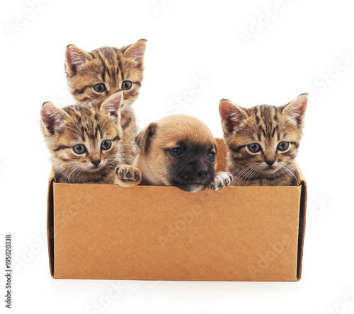 Kittens and puppy in a box.
