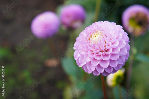 Fototapeta Naklejka Na Ścianę i Meble -  Dahlia pompon purple flowers 