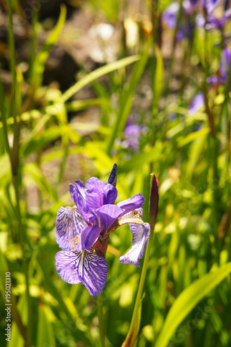 Fototapeta Naklejka Na Ścianę i Meble -  Iris sibirica purple flowers on green background