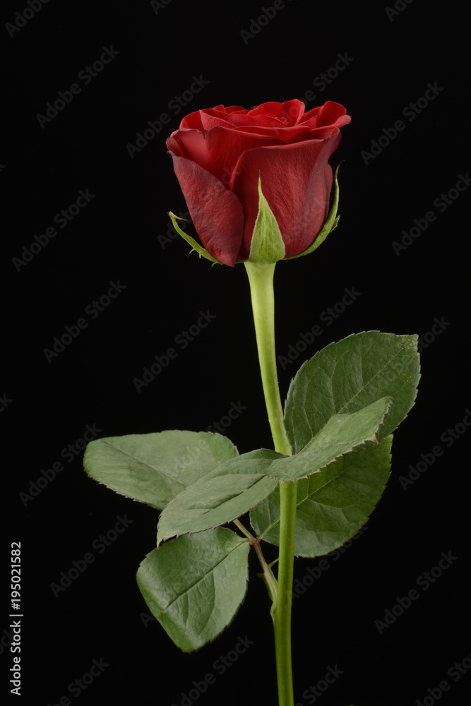 Rosa, planta sobre fondo negro Rosa, planta sobre fondo negro