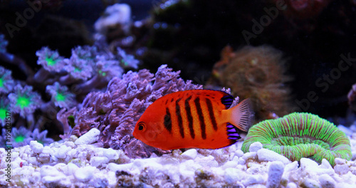 Flame Angelfish, one of the most beautiful dwarf angelfish photo