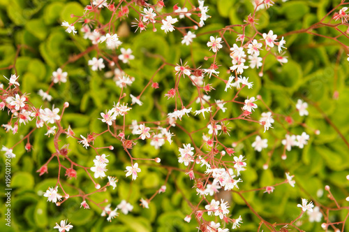 Saxifraga umbrosa london pride or st patrick's cabbage green plant with white red flowers photo