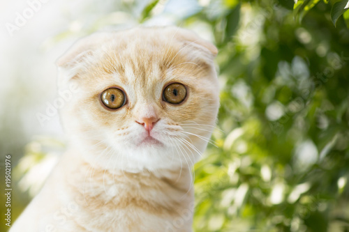 close up of kitten over natural background