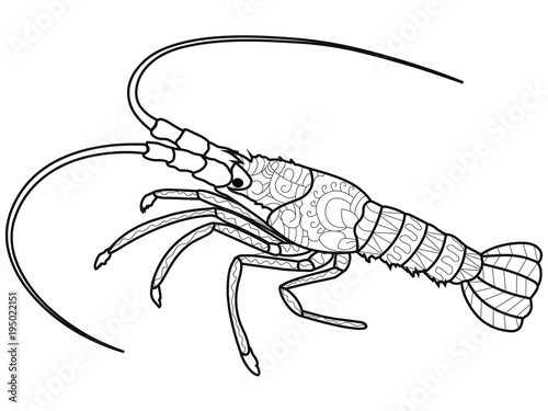 Anti stress coloring book for adults. Crustacean on the bottom of the river. Cancer or shrimp. Crawfish Black lines