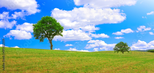 Tree on a green meadow and blue sky.