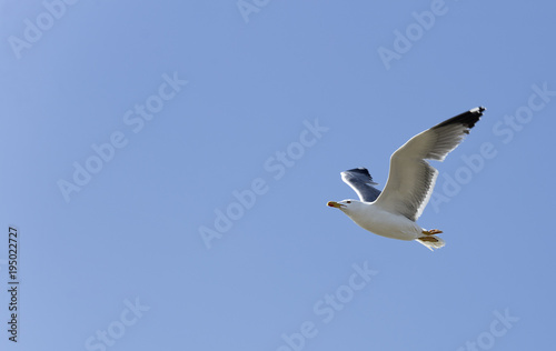 Seagull flying in the Natural Park of Las Salinas.
