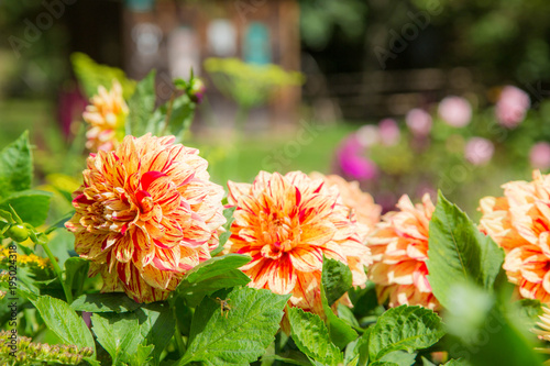 Fototapeta Naklejka Na Ścianę i Meble -  bunte, prächige Dahlien im Sommer in Vollblüte
