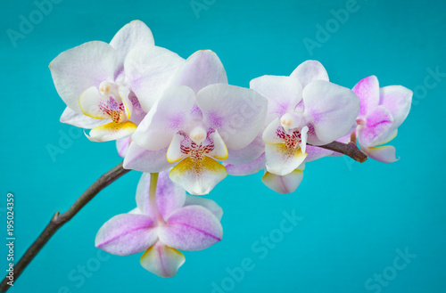 A branch of orchid flowers on a turquoise background with vignette