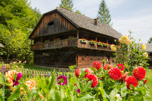 Fototapeta Naklejka Na Ścianę i Meble -  bunte, prächige Dahlien im Sommer in Vollblüte