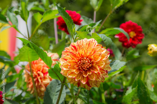 Fototapeta Naklejka Na Ścianę i Meble -  bunte, prächige Dahlien im Sommer in Vollblüte