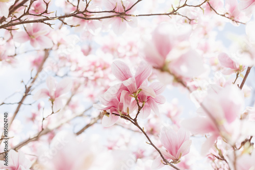 Beautiful spring nature scene with pink blossoming. Magnolia blooming © Olha Sydorenko