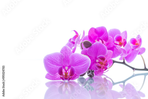 Fototapeta Naklejka Na Ścianę i Meble -  beautiful Phalaenopsis orchid flowers