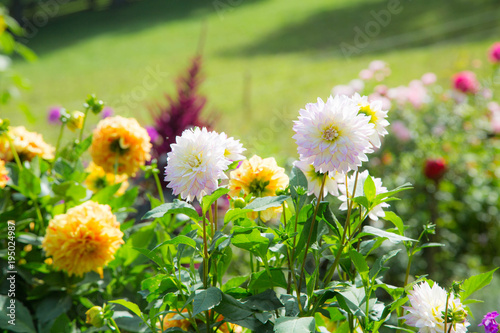 Fototapeta Naklejka Na Ścianę i Meble -  bunte, prächige Dahlien im Sommer in Vollblüte