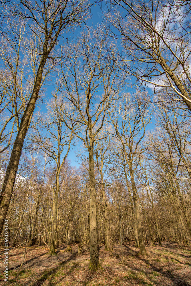 A sunny day in Woodland Oxfordshire - UK A sunny day in Woodland Oxfordshire - UK