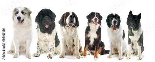 group of large dogs © cynoclub