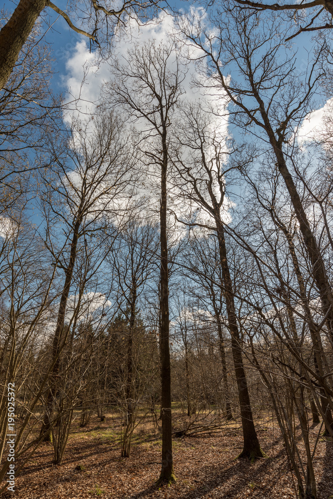 Fototapeta premium Blue sky in woodland setting - Woodland Oxfordshire - UK
