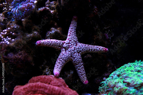 Fromia starfish in aquarium tank © Kolevski.V