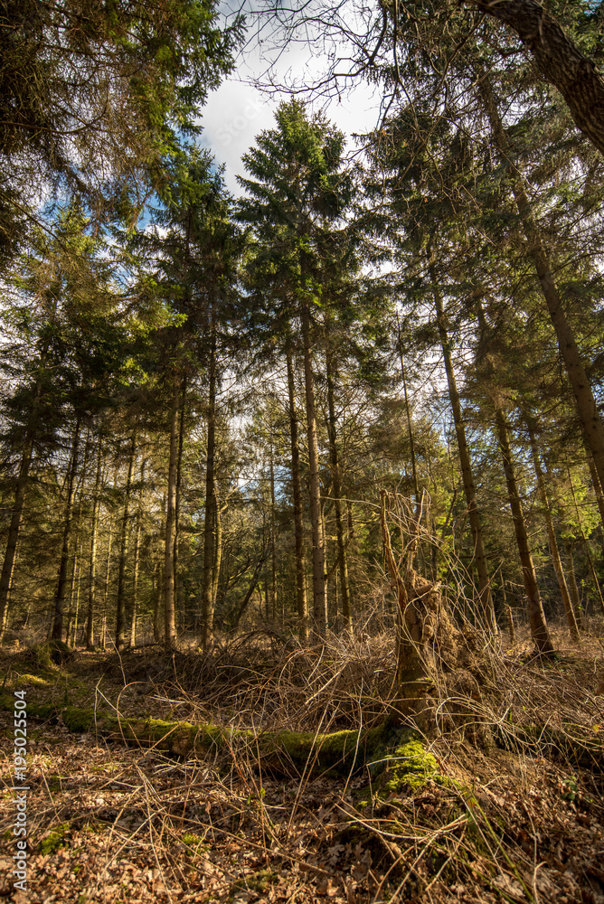 Pine trees in sunlight - Woodland Oxfordshire - UK