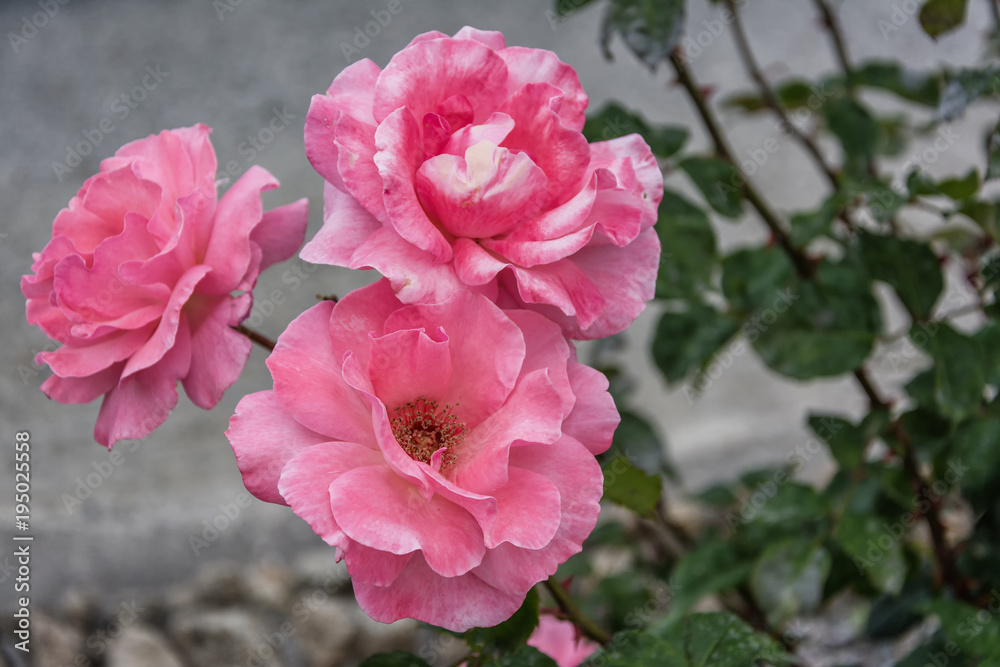 Beautiful and bright greek roses in the garden Beautiful and bright greek roses in the garden