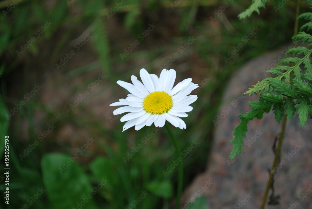 chamomile, stone, fern chamomile, stone, fern