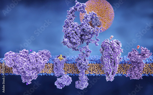 Strukturvielfalt von Membranproteinen.
(links nach rechts): Kalium-Kanal, Opioid-Rezeptor, LDL-Rezeptor, Acetylcholin-Rezeptor, Histamin-Rezeptor. photo