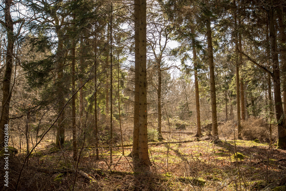 Sunlight in a woodland landscape - Woodland Oxfordshire - UK Sunlight in a woodland landscape - Woodland Oxfordshire - UK
