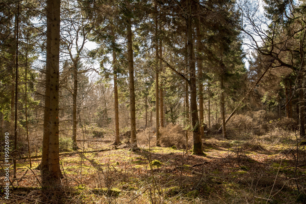 Sunlight in a woodland landscape - Woodland Oxfordshire - UK