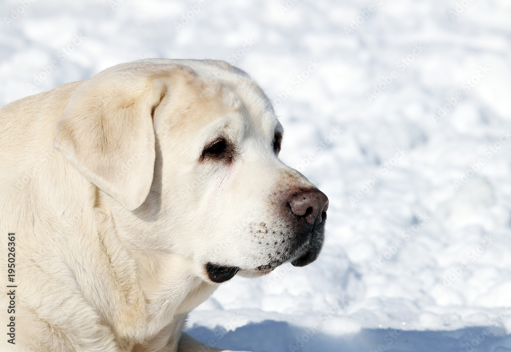 cute yellow labrador in winter in snow portrait cute yellow labrador in winter in snow portrait