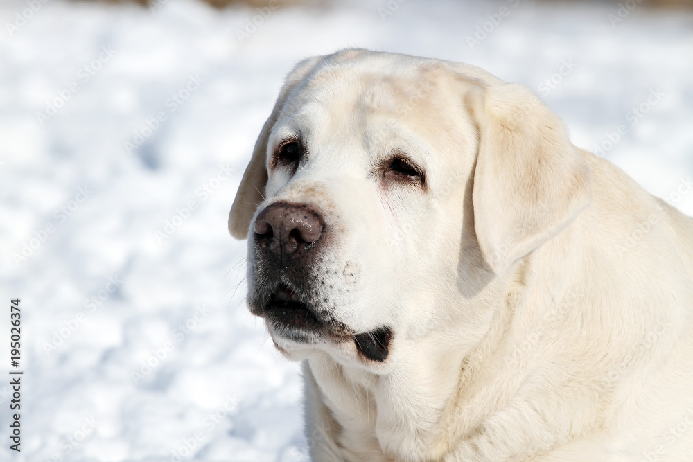 a cute yellow labrador in winter in snow portrait a cute yellow labrador in winter in snow portrait