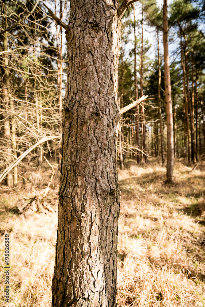 Sunlight through woodland environment - Woodland Oxfordshire - UK Sunlight through woodland environment - Woodland Oxfordshire - UK