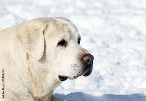 cute yellow labrador in winter in snow portrait