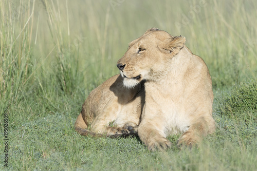 Fototapeta Naklejka Na Ścianę i Meble -  Lioness (Panthera leo) lying down on savannah, Masai Mara, Kenya