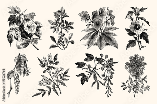 Vintage Plants and Flowers - Vintage Handmade Floral Line Art
