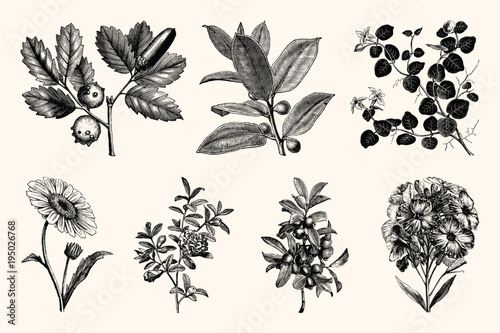 Vintage Flowers and Plants - Hand Engraved Vintage Botanical Line Artwork